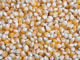 Offer To Sell Yellow Corn _Maize_